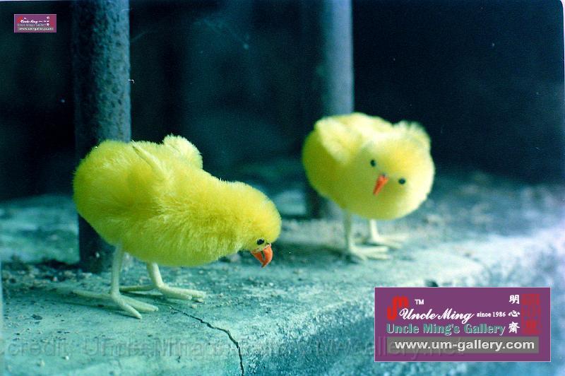 複製 -DSCN4566.JPG